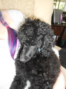 Miniature poodle Mrang Such Outlandish Style (Kiltti) 13 weeks old.